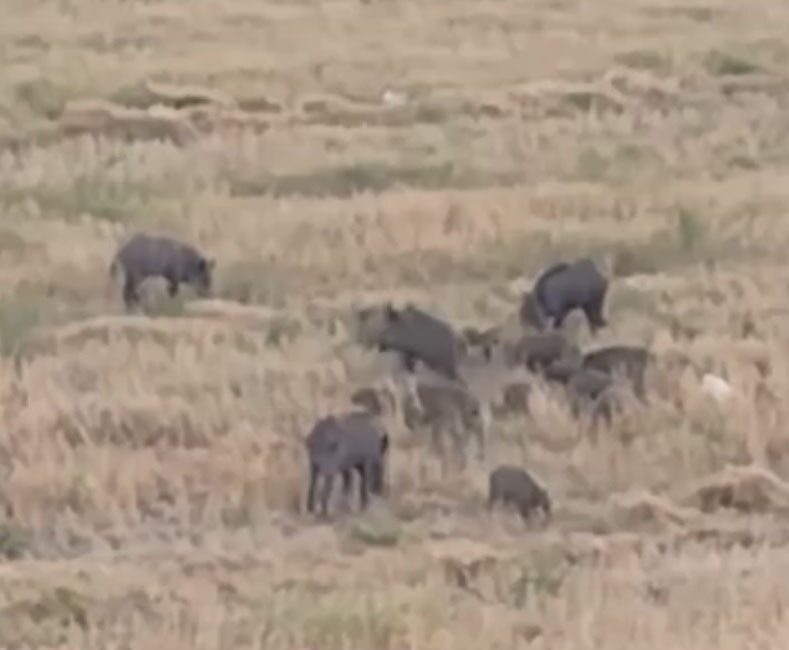 Osmaniye’de yaban domuzlarının inerek girerek yiyecek aradığı anlar bir vatandaşın