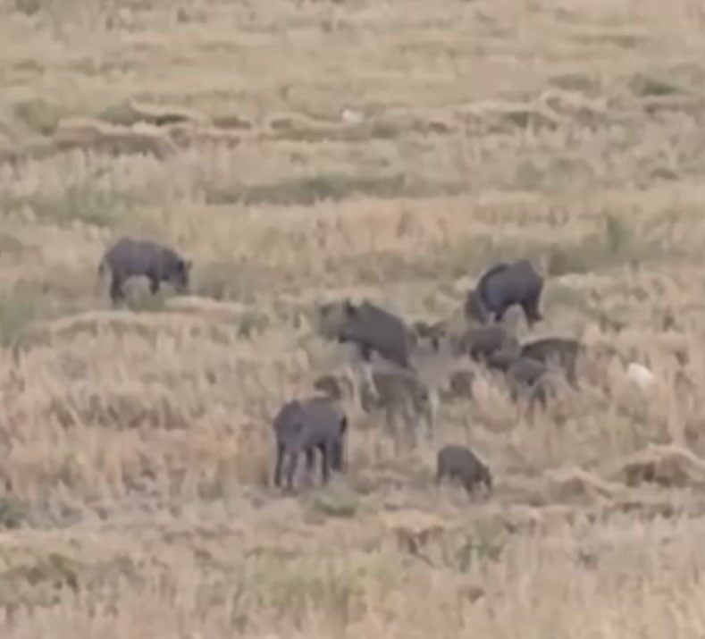 Osmaniye’de yaban domuzlarının inerek girerek yiyecek aradığı anlar bir vatandaşın