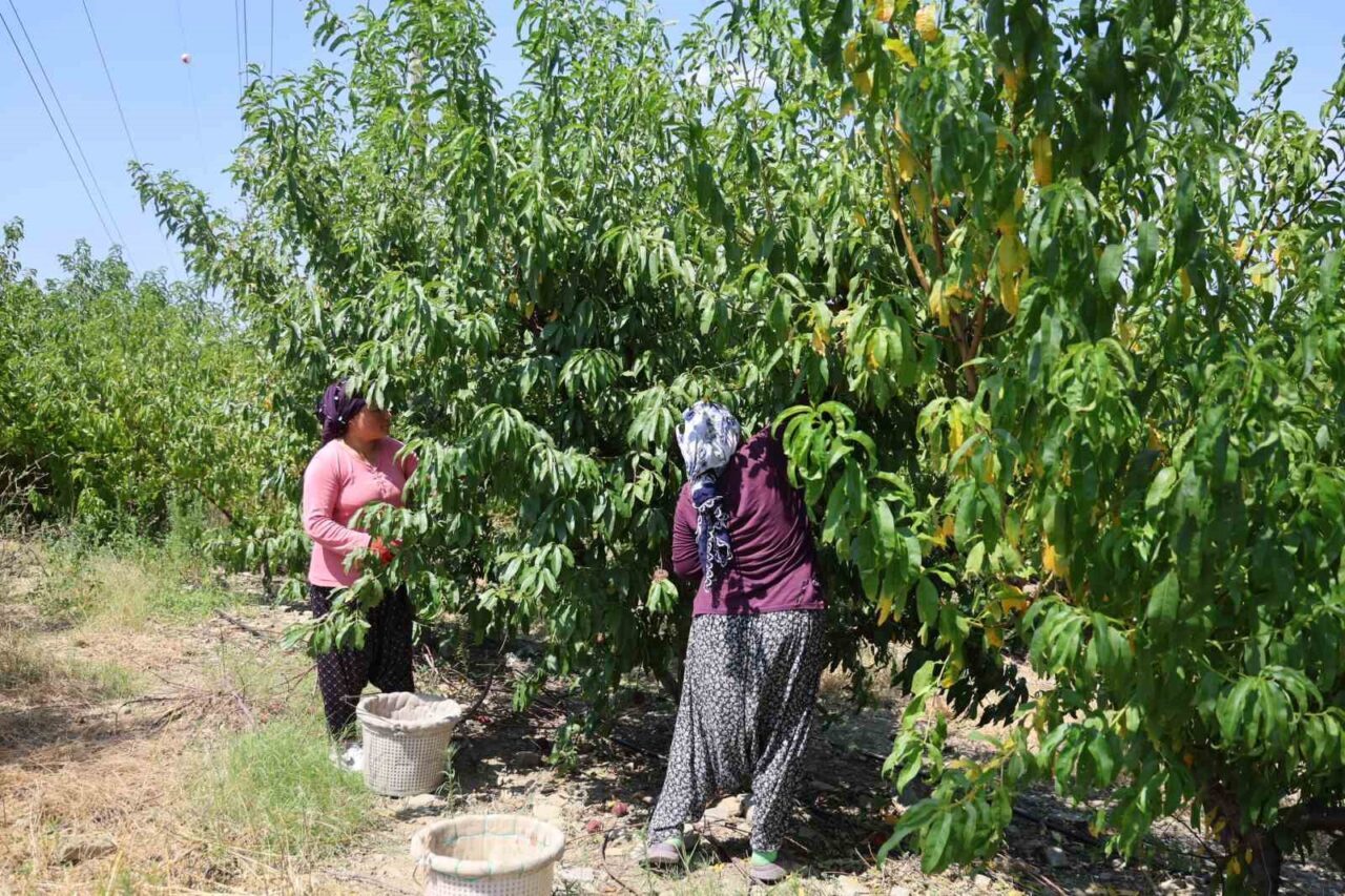 Adana’da şeftali hasadı başladı. Zirai donun vurduğu ürün bahçede 50