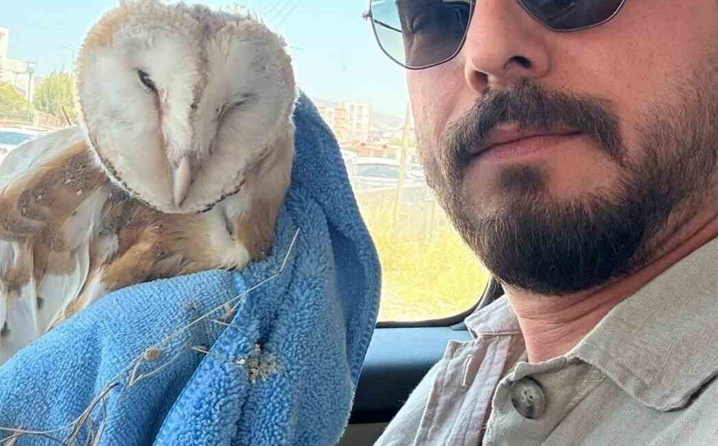 Adıyaman’da, bitkin halde bulunan bir bayağı peçeli baykuş (Tyto alba),