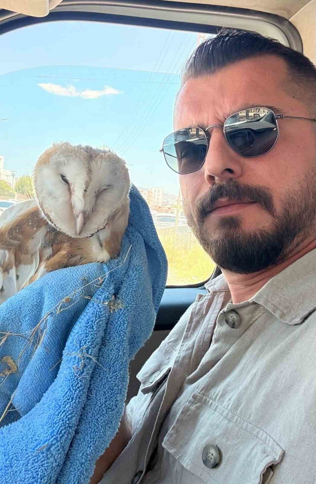 Adıyaman’da, bitkin halde bulunan bir bayağı peçeli baykuş (Tyto alba),