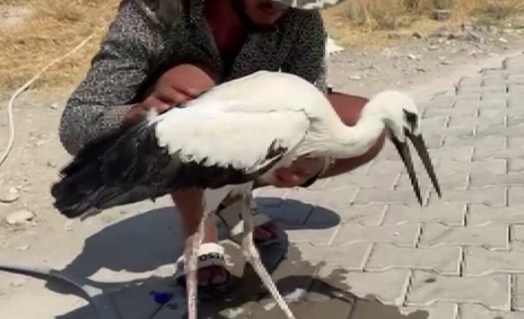 Hava sıcaklıklarının 43 dereceyi bulduğu Adıyaman’da, sıcaktan baygınlık geçiren leyleği