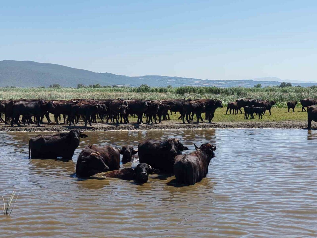 Bursa’nın Mustafakemalpaşa ilçesinin Uluabat Gölü’ne kıyısı bulunan kırsal Karaoğlan Mahallesi’nde