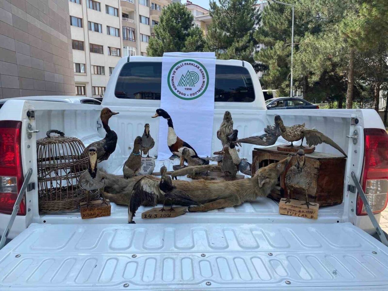 Afyonkarahisar’da bir ikamette yapılan aramada 14 adet tahnit edilmiş hayvan