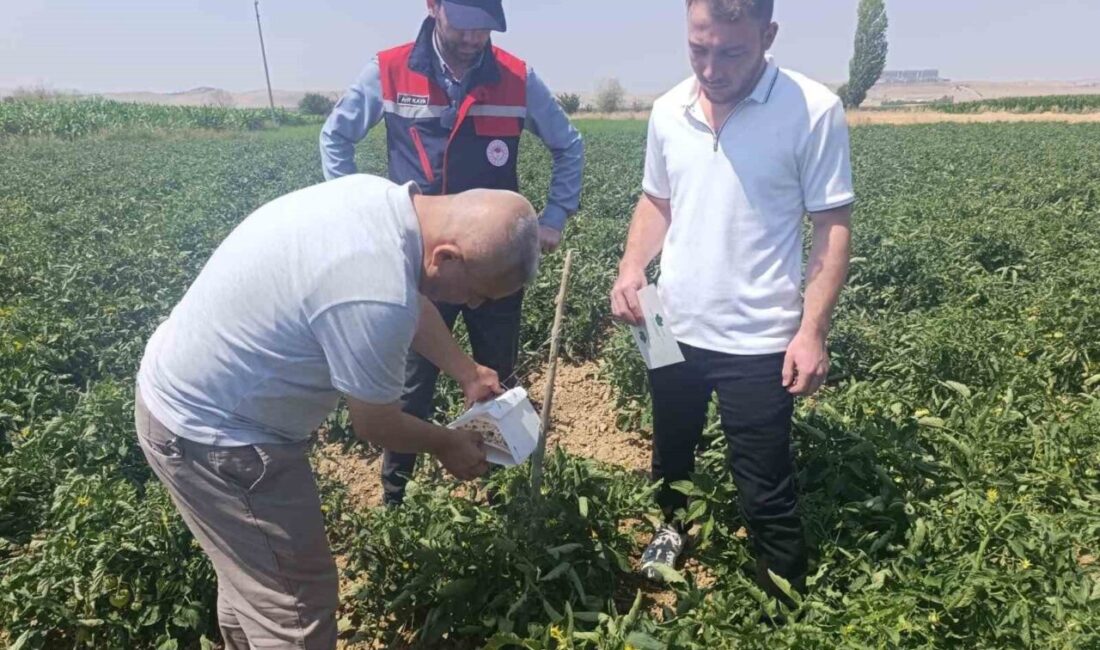 Afyonkarahisar İl Tarım ve Orman Müdürlüğü Bitkisel Üretim ve Bitki