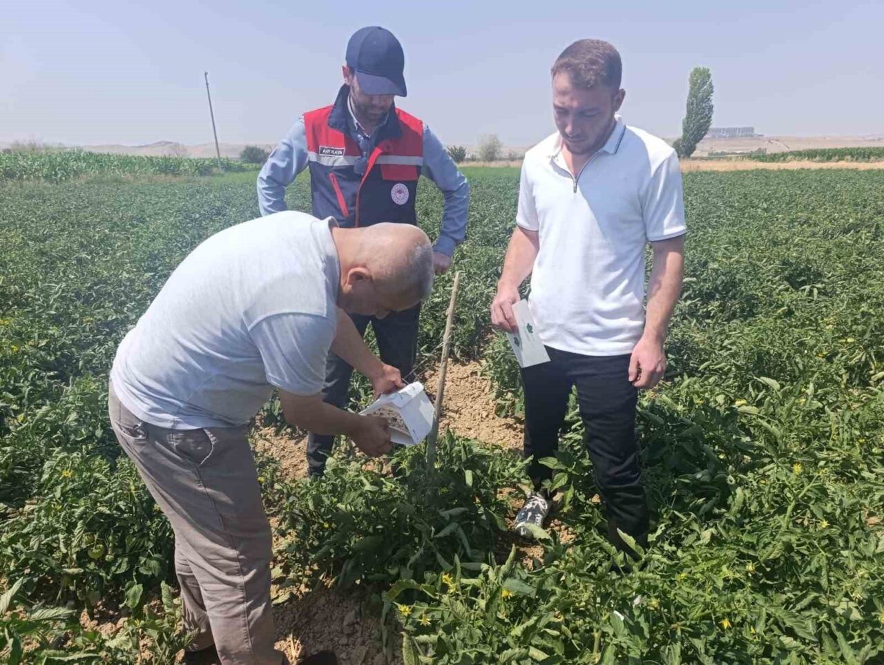 Afyonkarahisar İl Tarım ve Orman Müdürlüğü Bitkisel Üretim ve Bitki