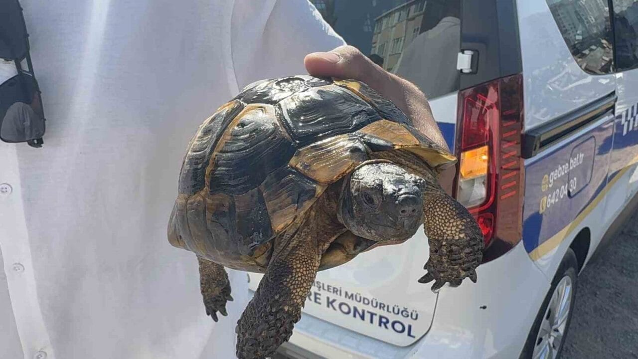 Kocaeli’nin Gebze ilçesinde çıkan yangın, gecekondu ve ağaçlık alana sıçradı.