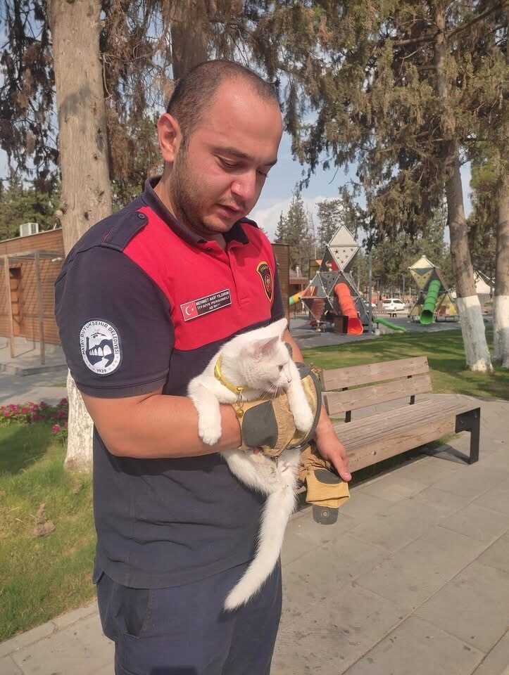 Hatay’ın İskenderun ilçesinde ağaca çıkarak mahsur kalan kedi itfaiye ekipleri