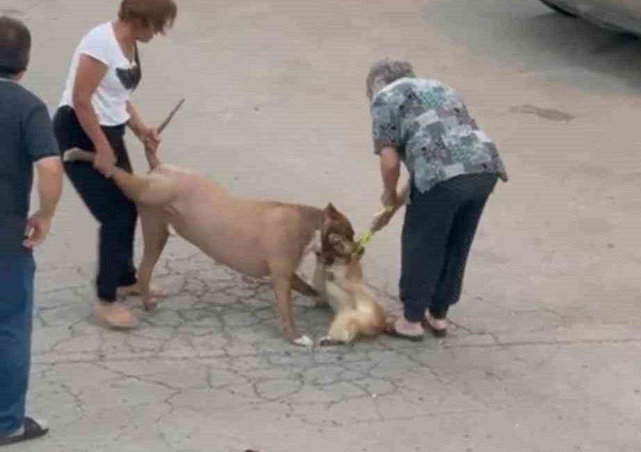 Ankara’da ağızlıksız dolaştırılan pitbull cinsi köpek, yoldan geçen başka bir