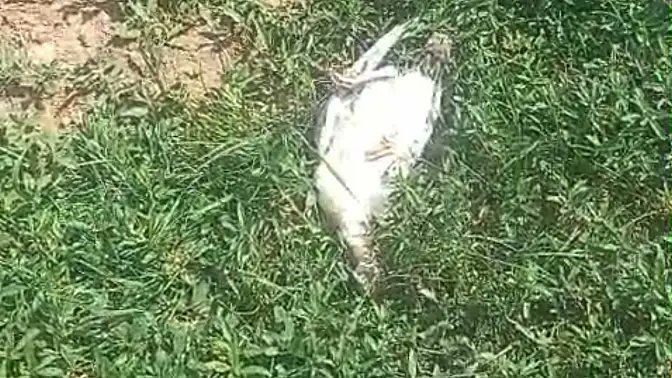 Ağrı’nın Patnos ilçesinde başıboş köpeklerin saldırısı büyük bir zarara neden