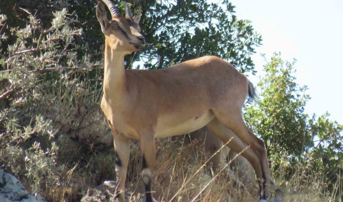 Kahramanmaraş’taki Ahır Dağı eteklerinde sürü halinde gezen ala geyikler görüntülendi.