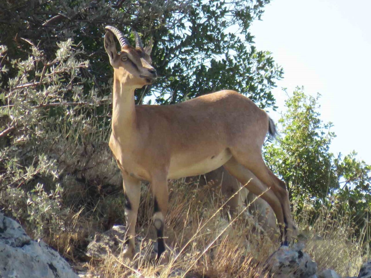 Kahramanmaraş’taki Ahır Dağı eteklerinde sürü halinde gezen ala geyikler görüntülendi.