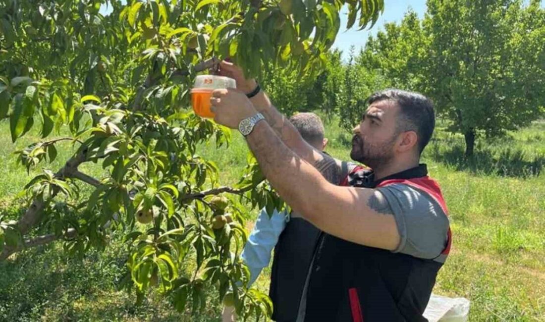 Iğdır İl Tarım ve Orman Müdürlüğü, bölgedeki meyve üretimini tehdit