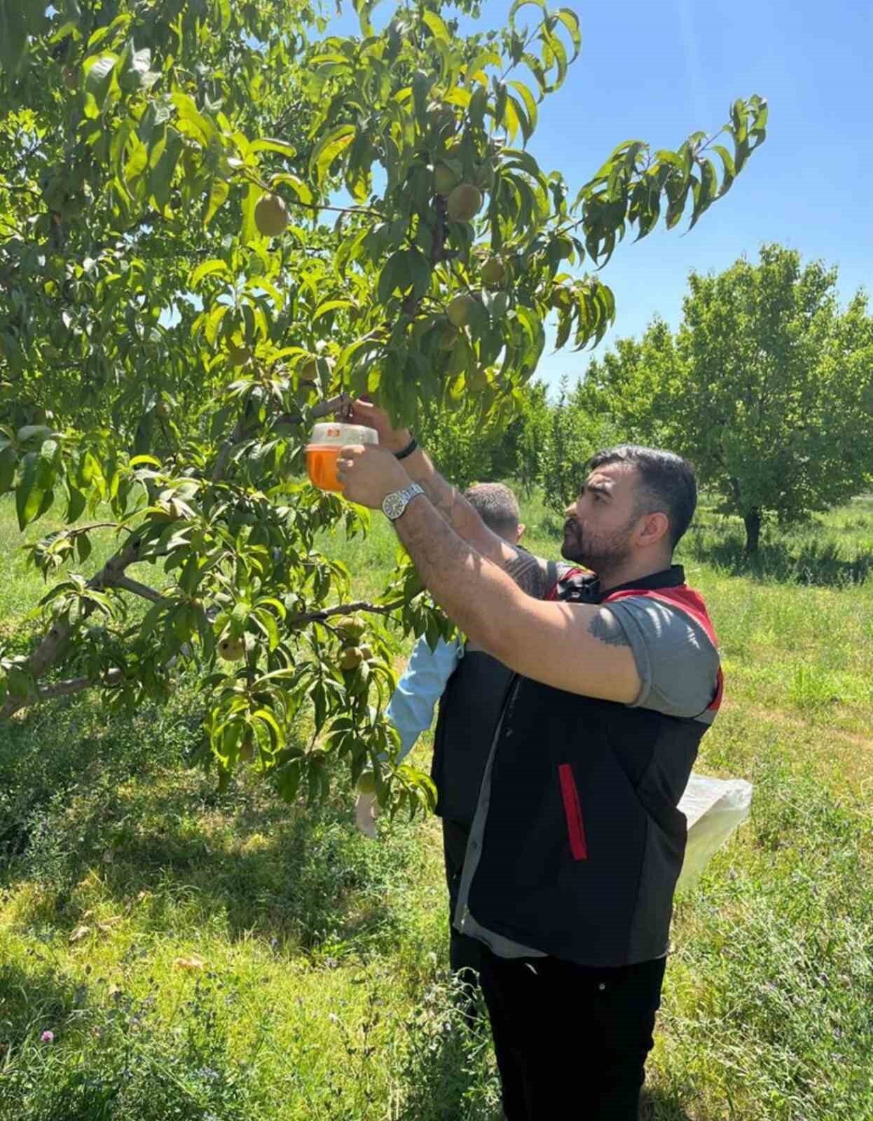 Iğdır İl Tarım ve Orman Müdürlüğü, bölgedeki meyve üretimini tehdit