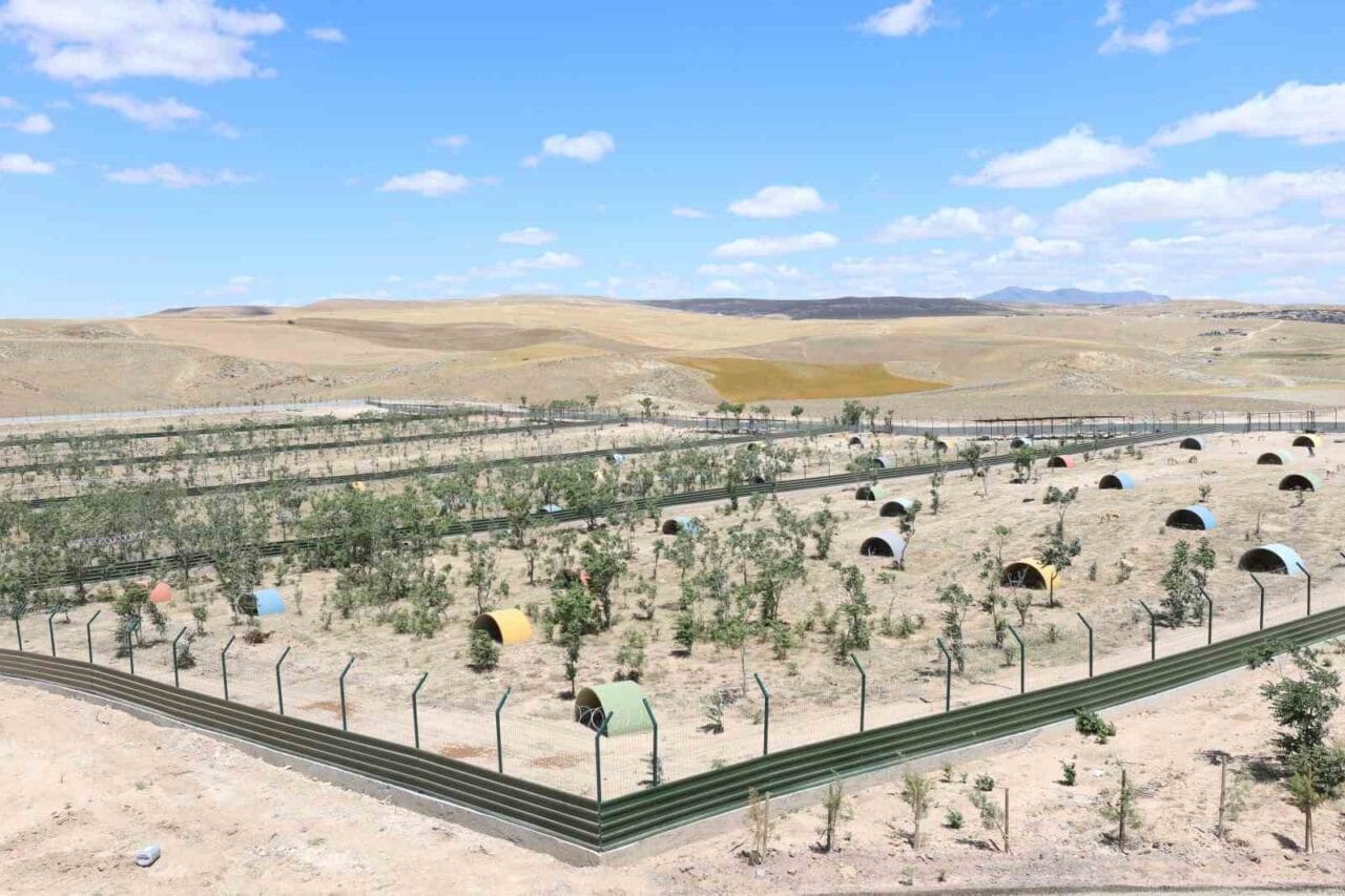 Aksaray Sahipsiz Hayvanları Koruma Birliği tarafından sahipsiz hayvanlara yönelik hayata