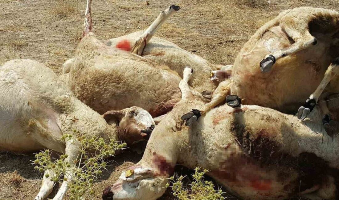 Aksaray’da kurt saldırısına uğrayan 807 koyunluk sürüden 25’i telef oldu,
