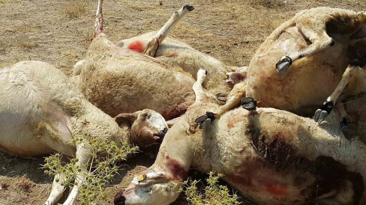 Aksaray’da kurt saldırısına uğrayan 807 koyunluk sürüden 25’i telef oldu,