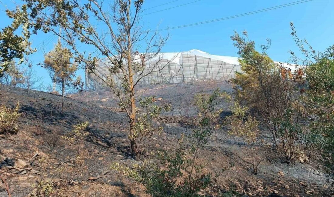 Antalya’nın Alanya ilçesi Uğrak Mahallesi’nde sabah saatlerinde makilik alanda çıkan