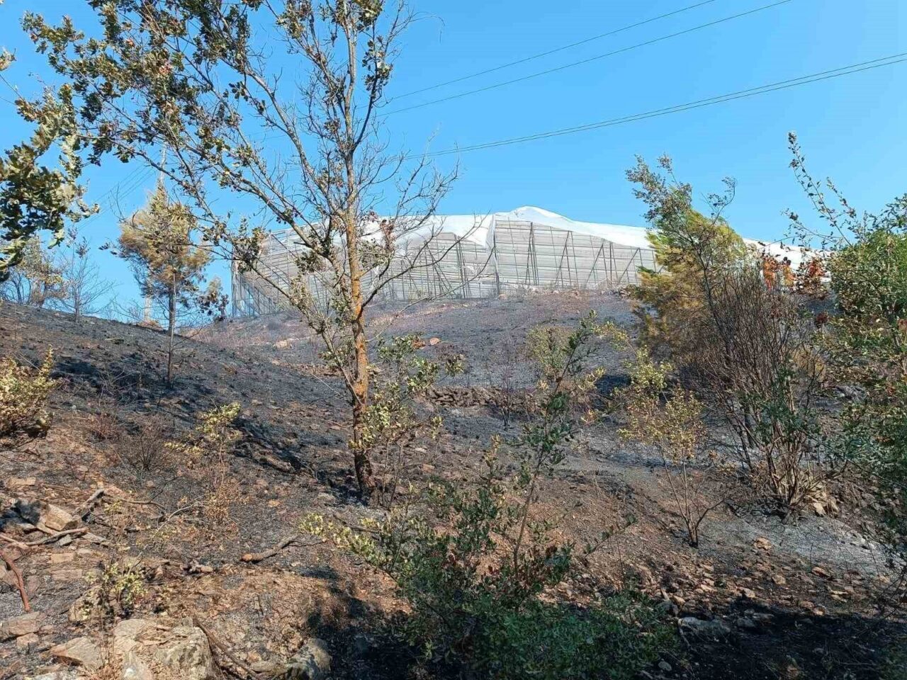 Antalya’nın Alanya ilçesi Uğrak Mahallesi’nde sabah saatlerinde makilik alanda çıkan