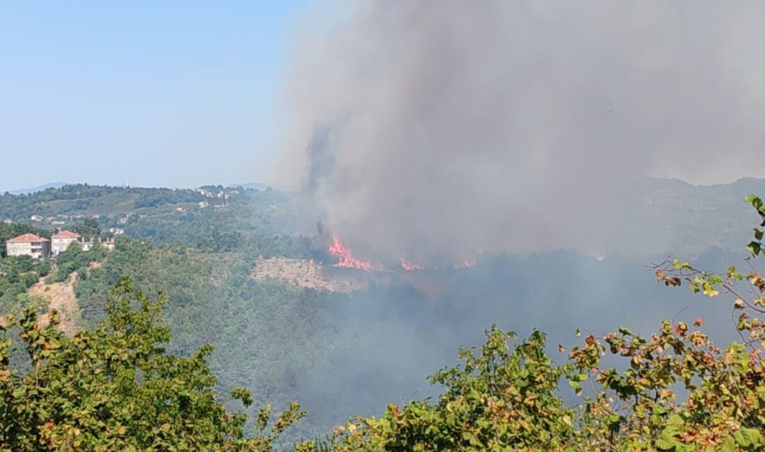 Zonguldak’ın Alaplı ilçesine bağlı Sabırlı köyünde ormanlık alanda yangın çıktı.