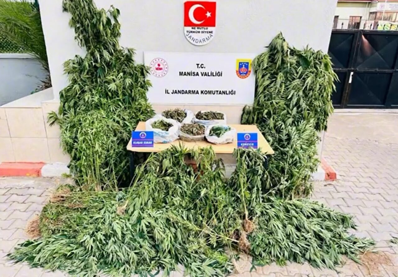Manisa’nın Alaşehir ilçesinde gerçekleştirilen operasyonda 2 bin 903 kök kenevir