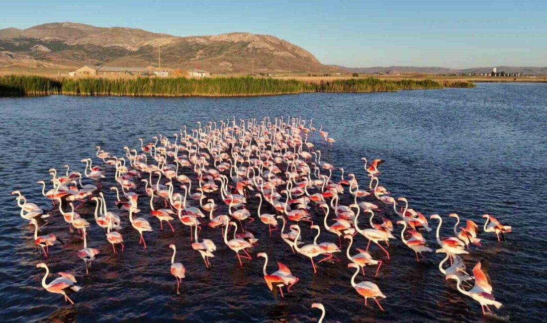 Sivas’ta bulunan Ulaş Gölü, göç yolculuğu yapan allı turnalara ev