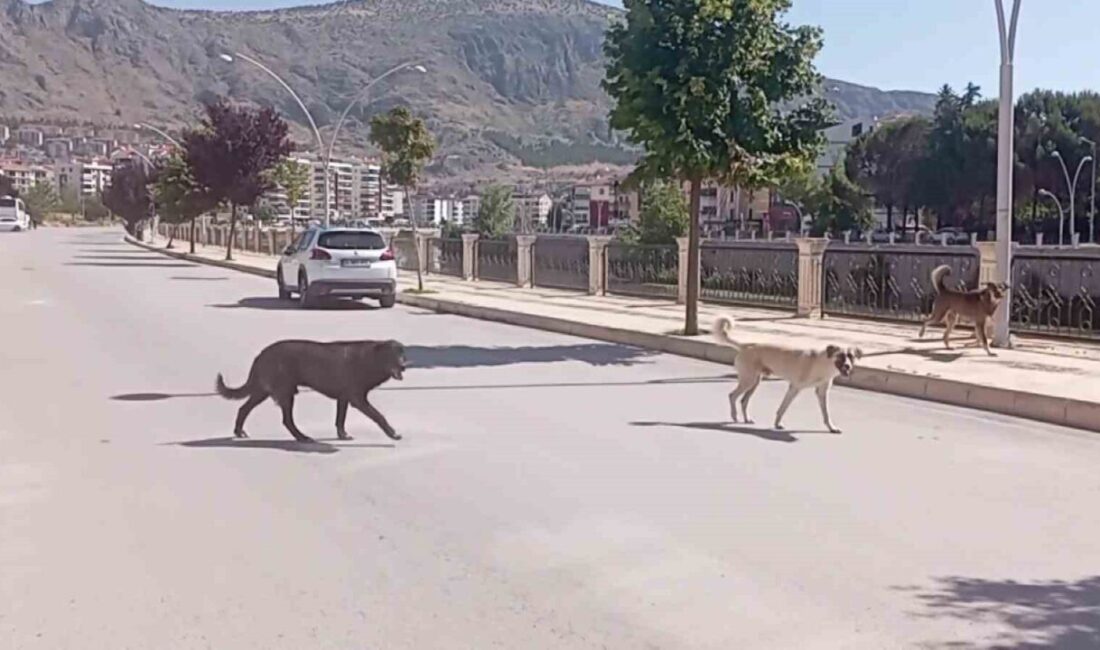 Amasya’da sokaklarda çeteleşmiş şekilde dolaşan sahipsiz köpekler, gündüz-gece demeden vatandaşların