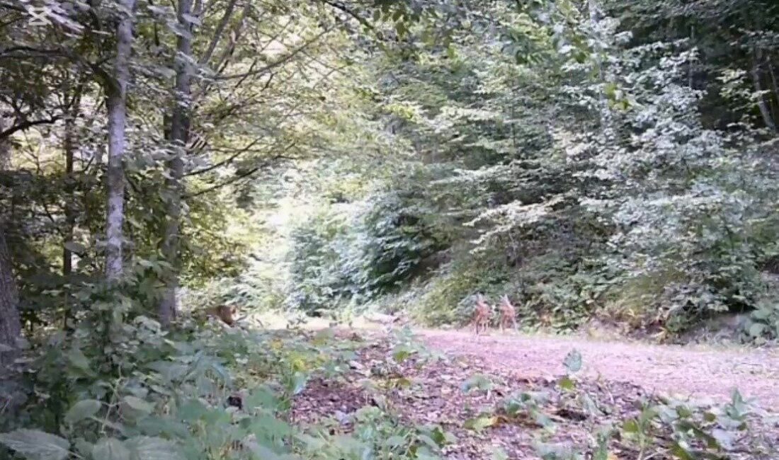 DÜZCE (İHA) – Düzce’nin Yığılca ilçesindeki ormanlık alanda, bir anne