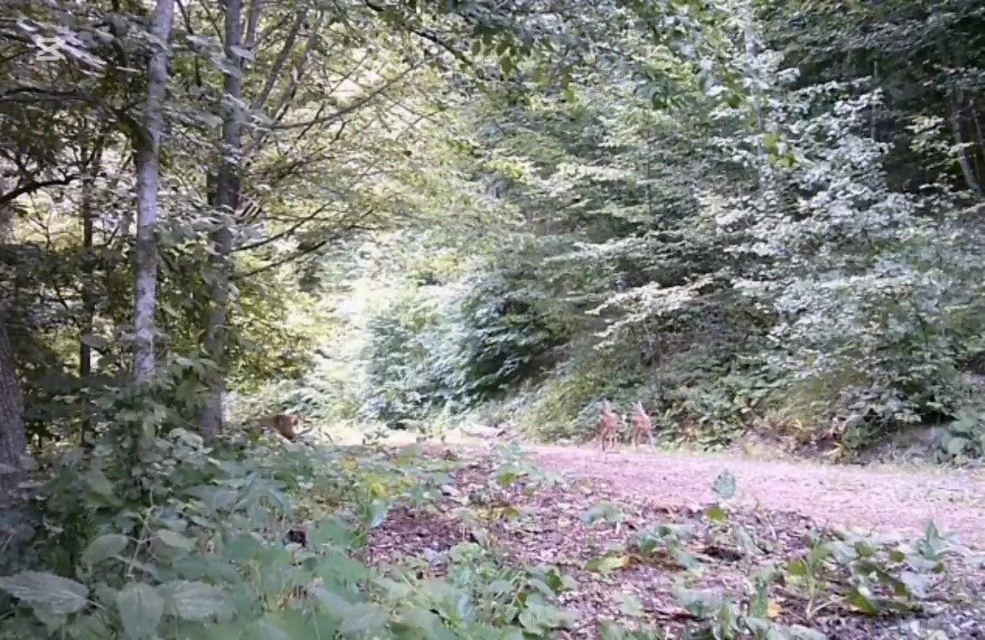 DÜZCE (İHA) – Düzce’nin Yığılca ilçesindeki ormanlık alanda, bir anne