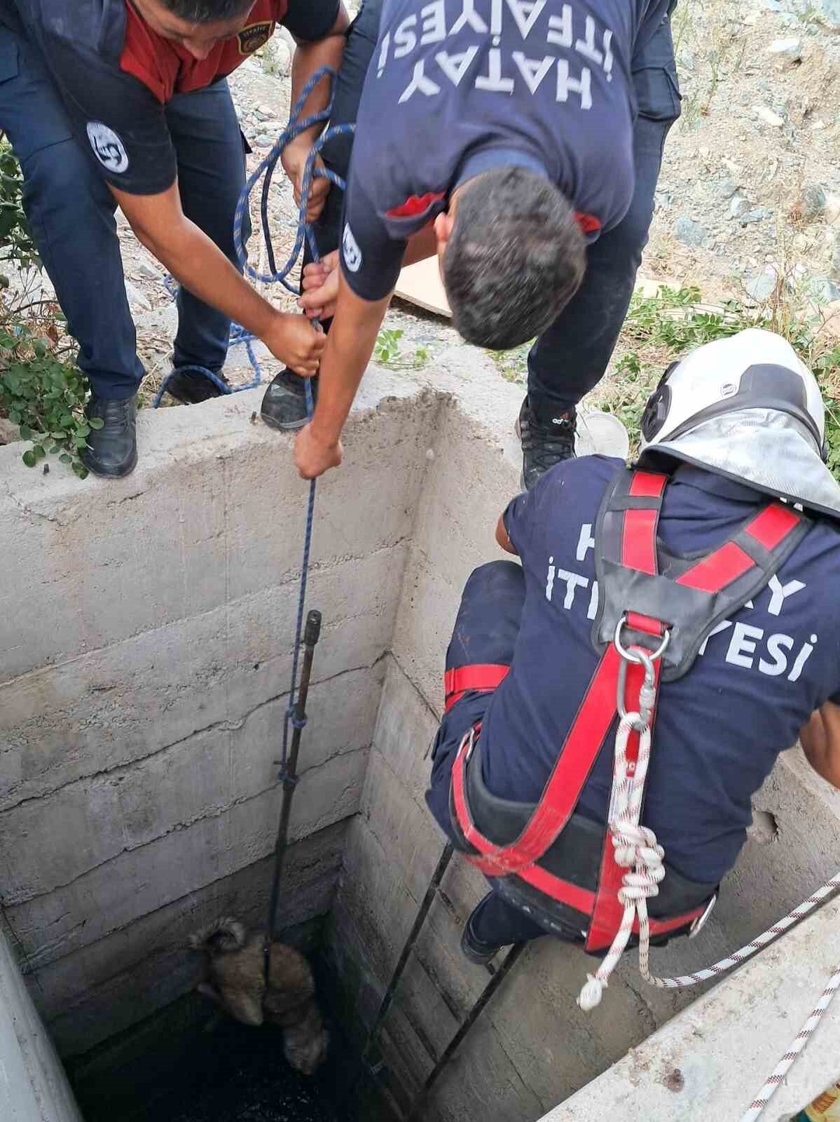 Hatay’da 10 metre derinliğindeki kuyuya düşen köpek, itfaiye ekipleri tarafından