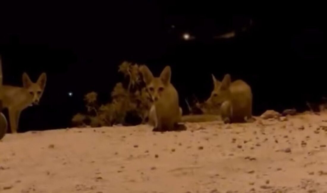 Antalya’nın Kaş ilçesinde vatandaşlar, yol kenarında oturdukları sırada yanlarına gelen
