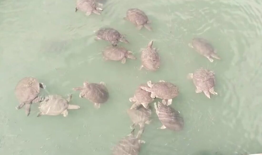 Prof. Dr. Ertan Taşkavak, Antalya’nın Manavgat ilçesinde denizle birleşen tatlı