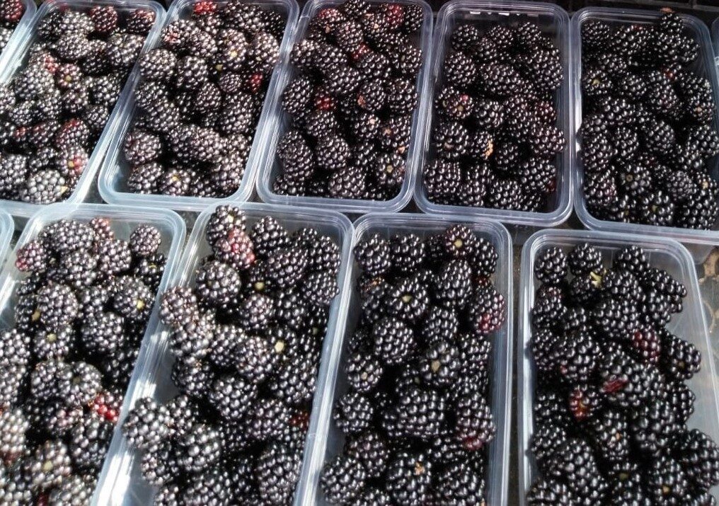 Prof. Dr. Turan Karadeniz, kansere karşı böğürtlen tüketilmesinin faydalı olacağını