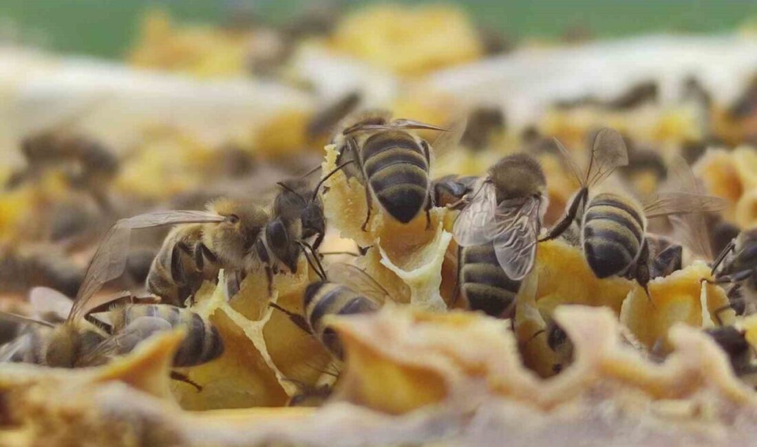 Ardahan Arı Yetiştiricileri Birliği Başkanı İlhan Evliyaoğlu, “Ardahan balı sağımdan