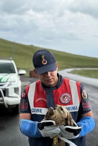 Ardahan’da jandarma ekiplerince yaralı bulunan kızıl şahin, koruma altına alındı..