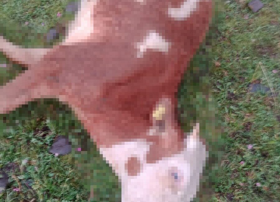 Ardahan’ın Hanak ilçesi Dilekdere köyünde 5 inek, yıldırım çarpması sonucu