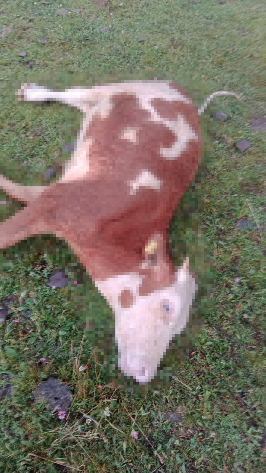 Ardahan’ın Hanak ilçesi Dilekdere köyünde 5 inek, yıldırım çarpması sonucu