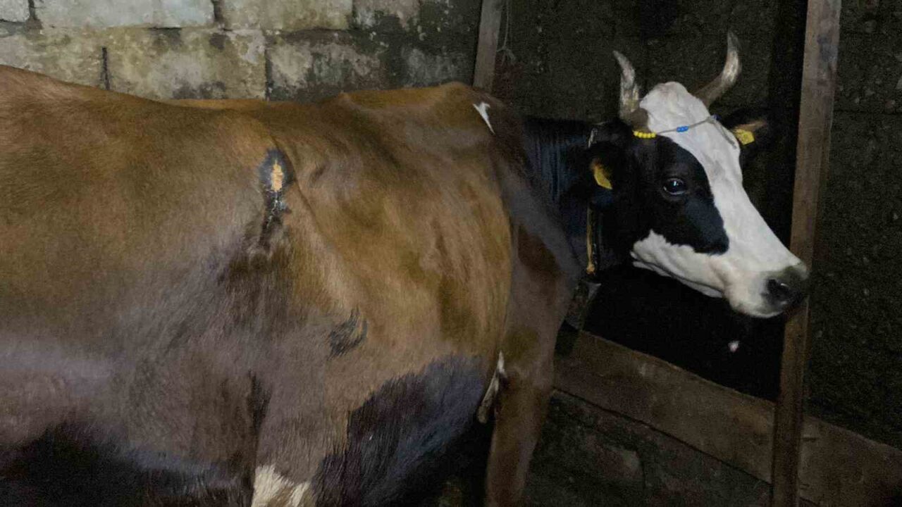 Artvin’in Hopa ilçesine bağlı Subaşı Köyü’nde bir ineğe ayı saldırdı.