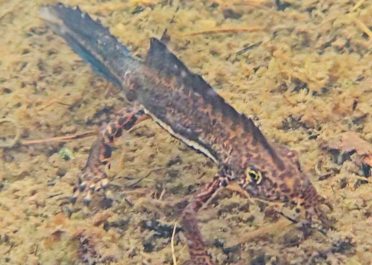 Artvin’in yüksek rakımlı yaylalarında nadir görülen, hem karada hem suda