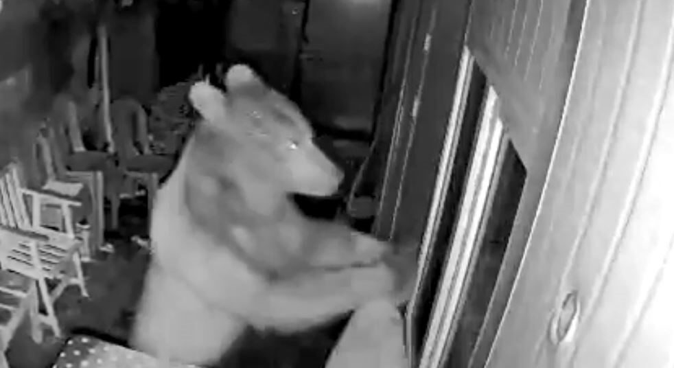 Artvin’in Borçka ilçesinde planlı orman kesimi yapan işçilerin konakladığı kulübeye