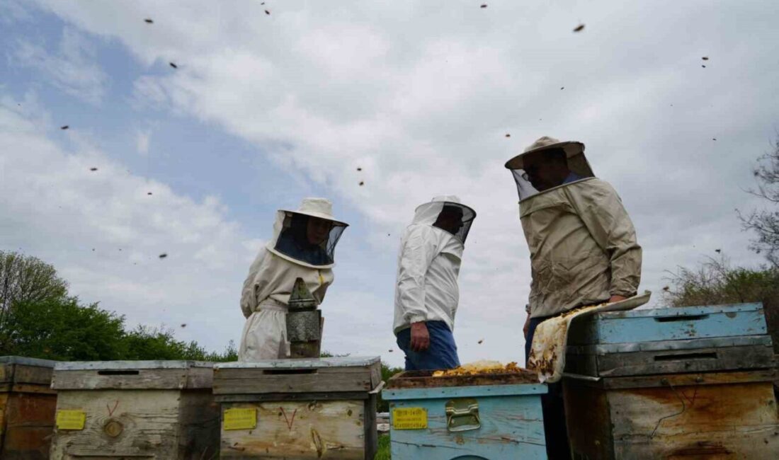 Erzincan’da bulunan arı yetiştiricileri sıcaklar nedeniyle aşırı sıcak ve soğuklara