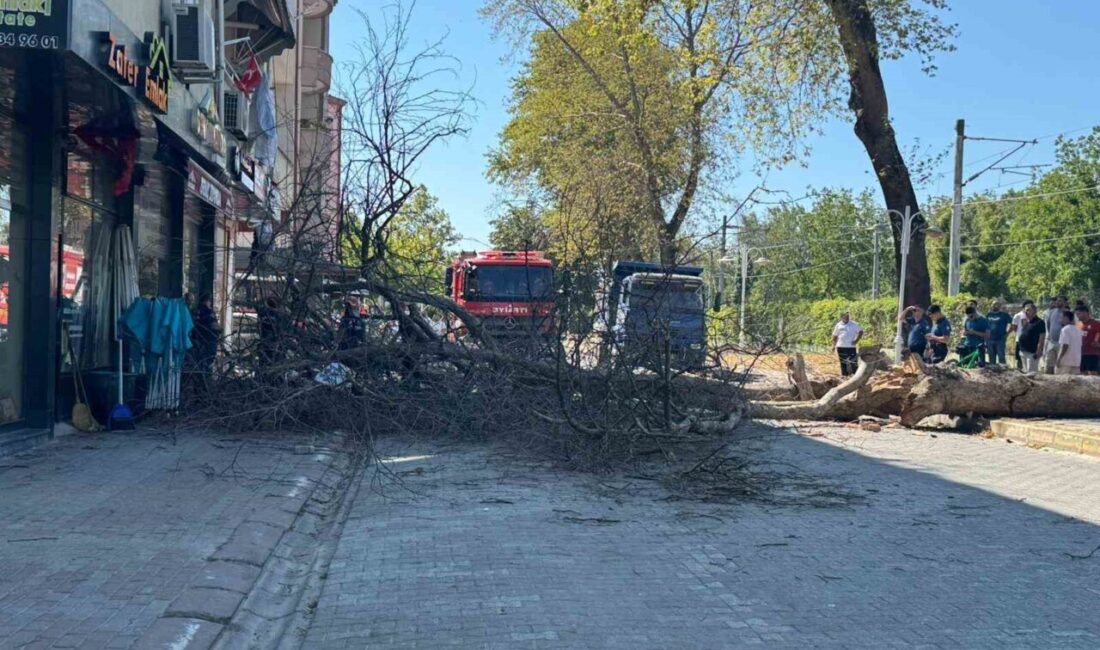 Sakarya’nın Sapanca ilçesinde asırlık çınar ağacı 4 katlı binanın üzerine