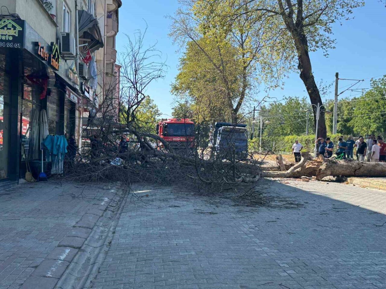 Sakarya’nın Sapanca ilçesinde asırlık çınar ağacı 4 katlı binanın üzerine