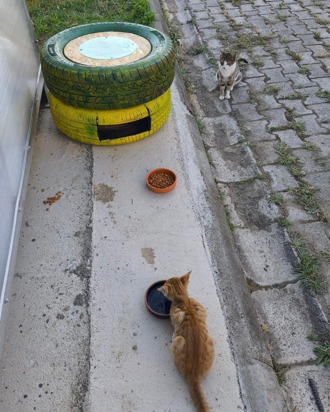 Sinop’ta üniversite öğrencileri, geri dönüşüm malzemelerinden yaptıkları kedi evleriyle hem