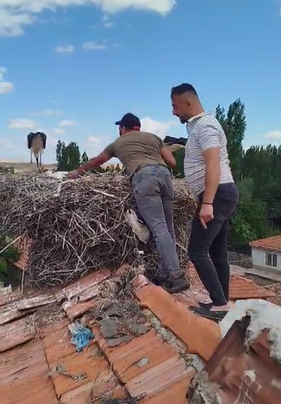 Çorum’da bir evin çatısında bulunan leyleğin ayağına dolanan ip, itfaiye