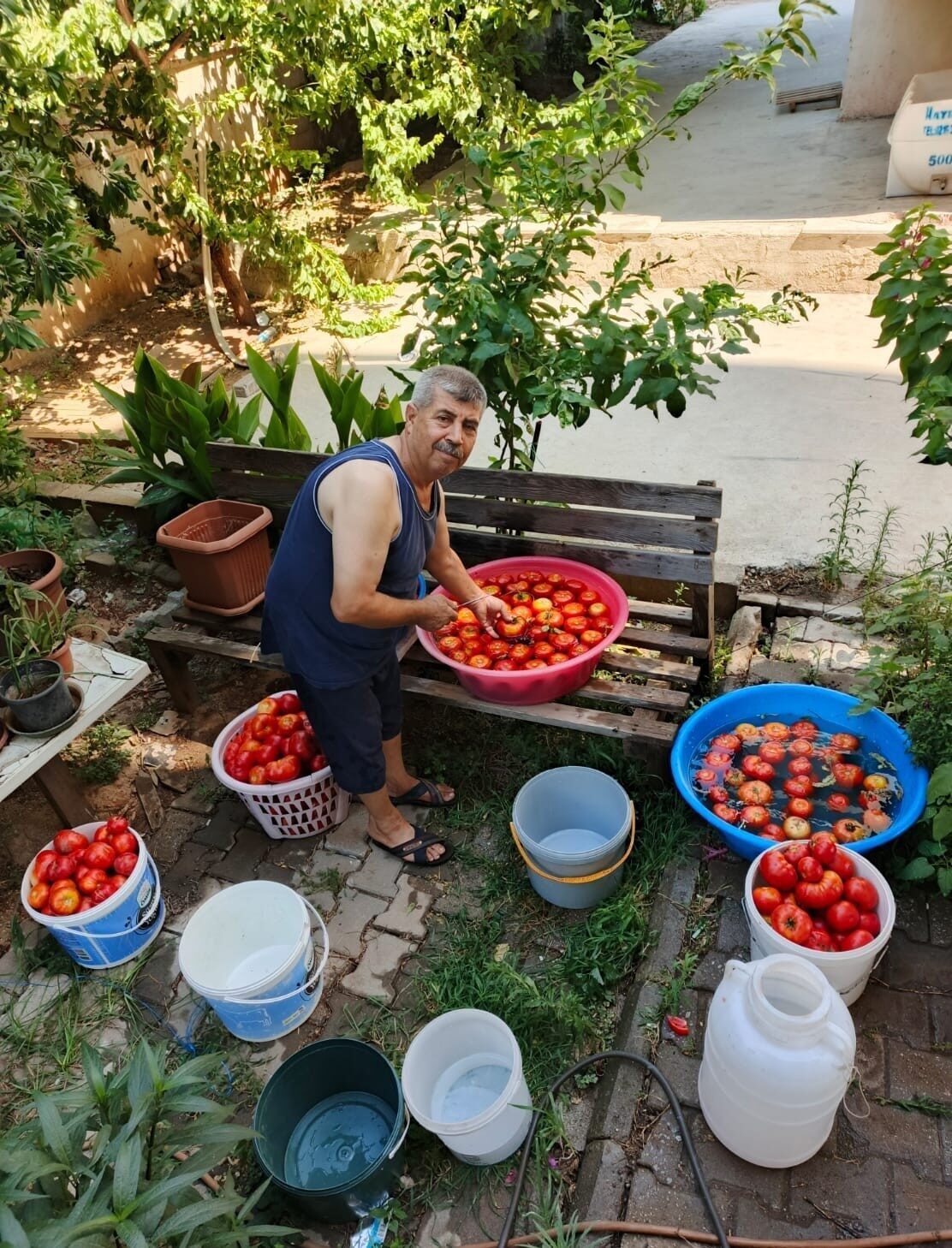 Aydın’da havaların sıcak gitmesiyle birlikte domates sezonu hareketliliği erken başlarken,