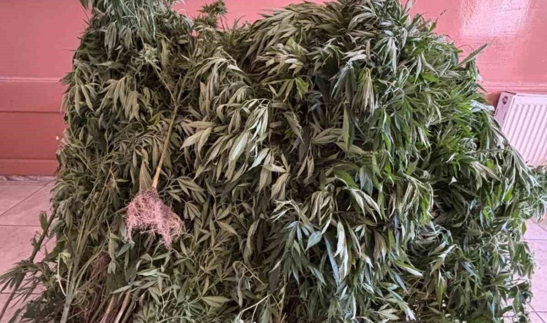 Aydın’da gerçekleştirilen uyuşturucu operasyonlarında 14 şüpheli yakalanırken, uyuşturucu maddeler ele