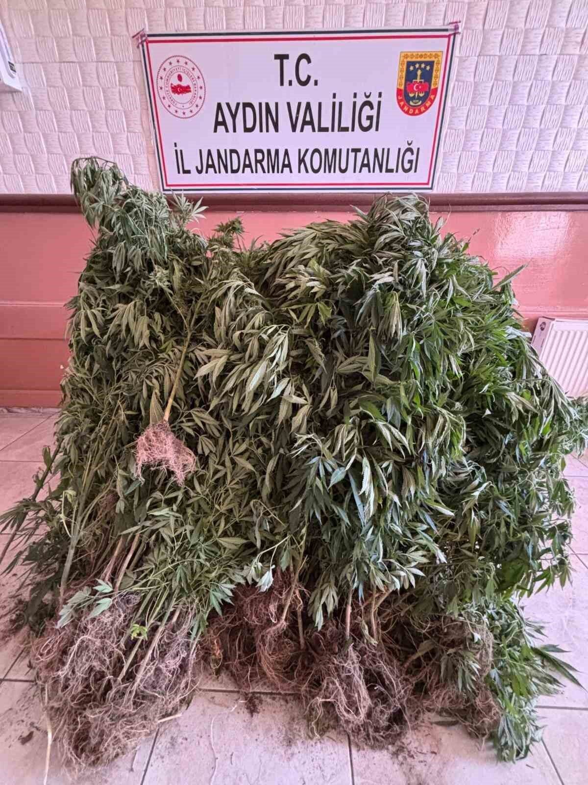 Aydın ve ilçelerinde uyuşturucu ile mücadele kapsamında yapılan çalışmalarda 15