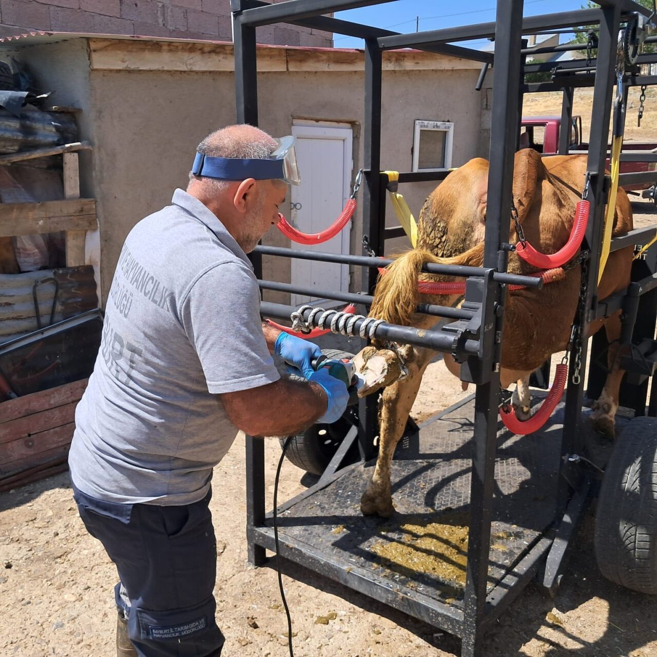 Doğu Karadeniz Projesi Bölge Kalkınma İdaresi (DOKAP) destekli Travay Projesi