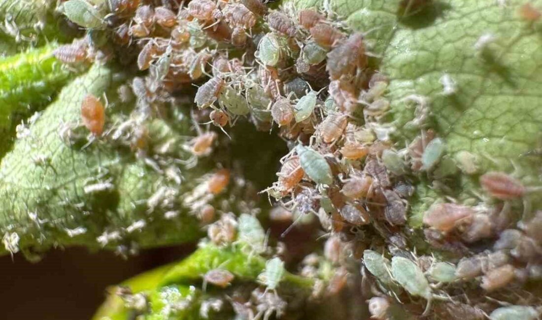 Bayburt’un Aydıntepe ilçesine bağlı Kale Mahallesi’ndeki meyve bahçelerinde, üreticilerin karşılaştığı